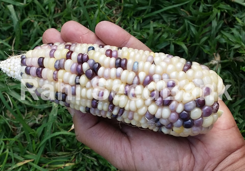 Corn Glass Gem White - An Amazingly Beautiful, Translucent, Multicolored Corn! - Picture 1 of 3
