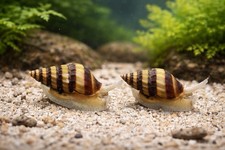 2 Assassin Snail