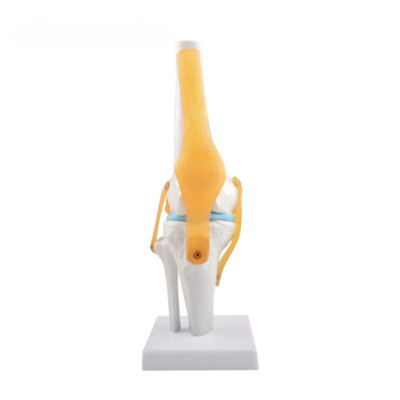 1:1 Flexible Knee Joint Model With Ligament And Base Femur Tibia And Fibula Bone