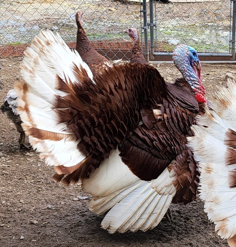 4+ Bourbon Red Turkey Hatching Eggs Excellent Herritage Breed! eBay