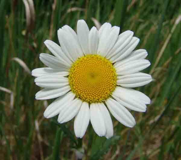 Semillas de Margarita Chrisanthemum LEUCANTHEMUM 50 gramos silvestres flores