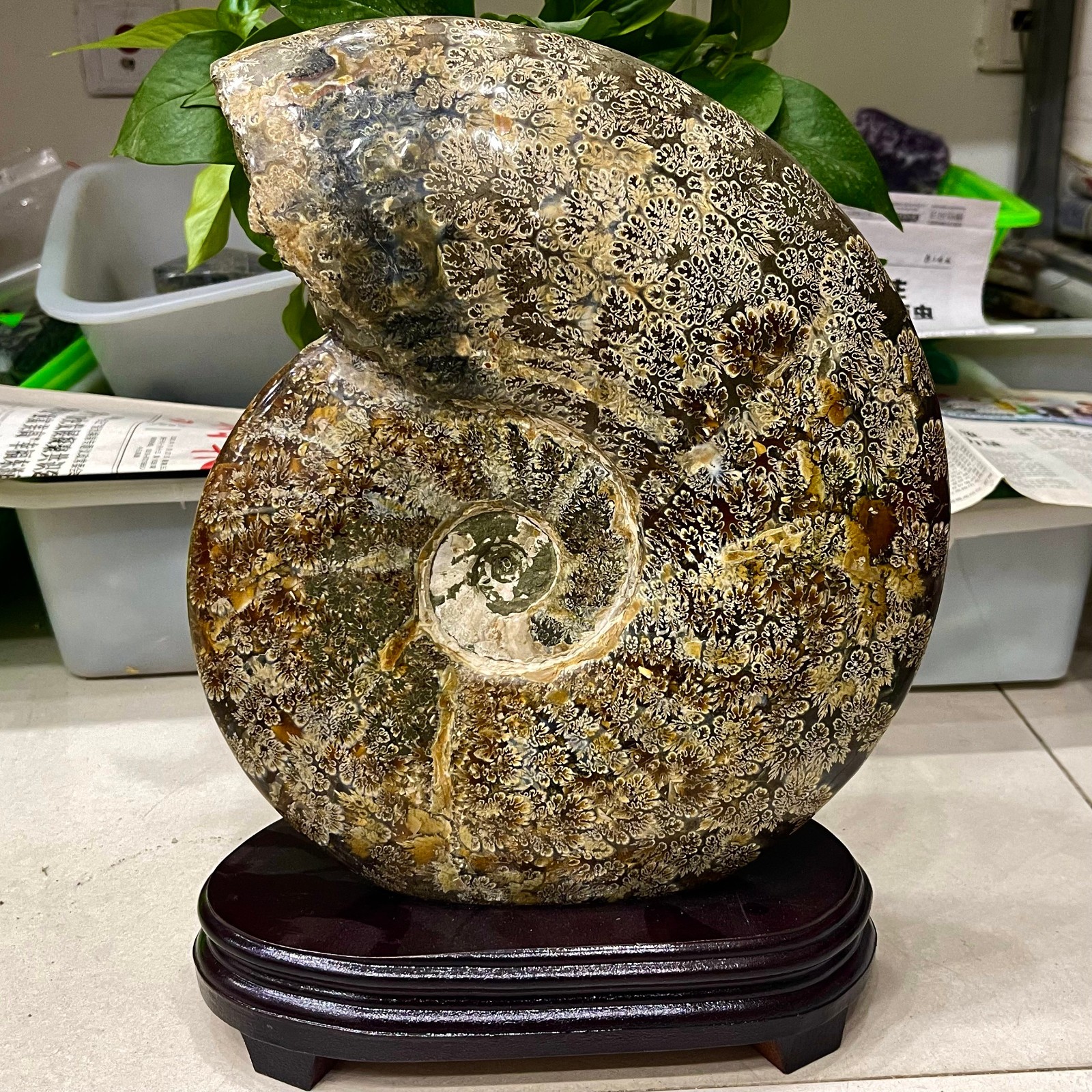 16.28LB Top Natural Ammonite Fossil Conch Quartz Crystal Energy Specimen+stand