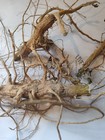 Organic Poke Root Dried Phytolacca Americana 100% Pure Organic FREE SHIPPING!