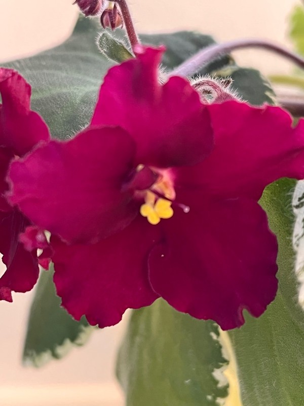 Cajun’s Heart and Soul, African Violet Plant, Variegated Standard, RED RED  !!