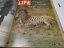 miniature 10  - Life Magazine Sept-October 1966 8 Weekly Issues Bound Vintage Ads 011419AME6