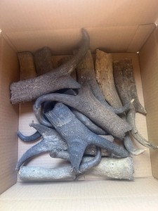 12 Pronghorn ANTELOPE SHEATHs - Sheds / Horns - listing #9592