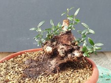 Bonsai Olivastro 18x16cm In Vaso Pianta Yamadori prima Impostazione Tronco Unico