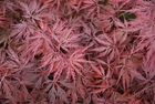 Japanese Maple Red Dragon  TREE
