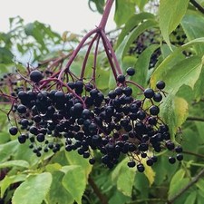 2 oz  HILLBILLYS Pure Elderberry Extract TINC...