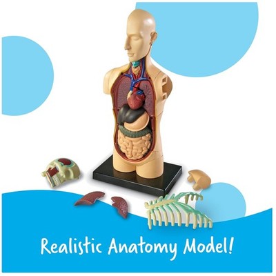 Science Classroom Demonstration Tool, Human Anatomy Display