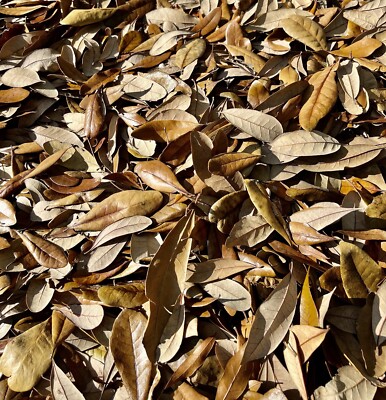 1 Gallon Live Oak Leaves Leaf Litter Frog Reptile Isopods Organic Heat Treated
