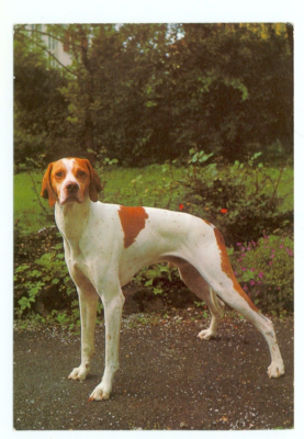 DOG-POINTER--#6/71--(DOG-369) | eBay