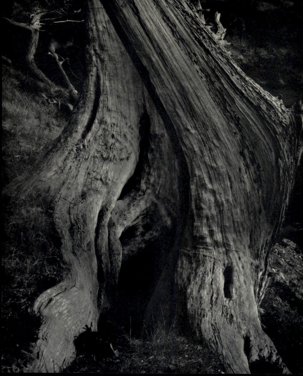 WESTON’S WESTONS　Edward Weston Bonhams : Collecting 101 | The Photographs of Edward Weston