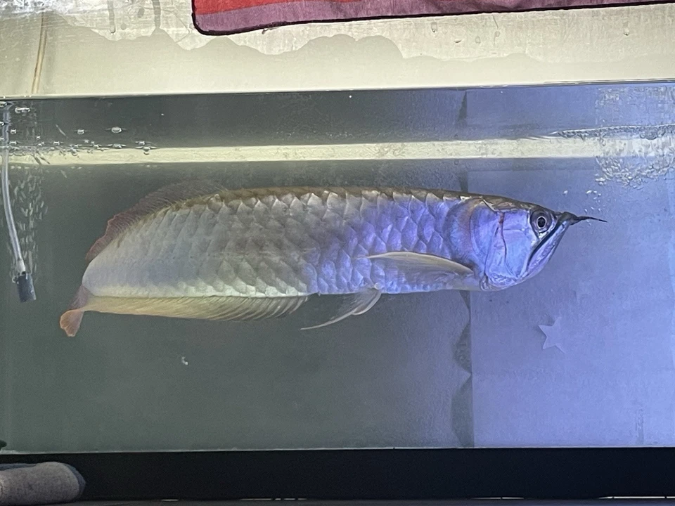 Arowana Live  discount Sale - Image 4 of 4