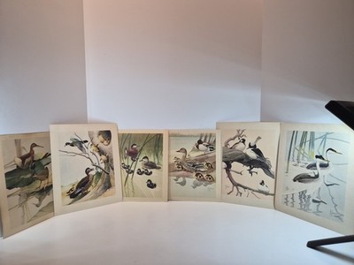 6 x Canvas Back Ducks, Assorted Water Birds Prints by F.L. Jaques  40s 