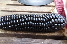 Maize Morado - Black Corn from Peru