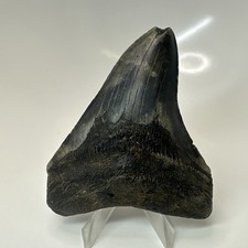 Megalodon Shark Tooth 3.89 Inch - Black - Beautiful Fossil - Authentic 20589
