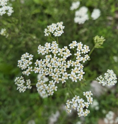 Dried wild YARROW flower Tops +leaves Whole herb, harvested NY mountains 1.25oz 