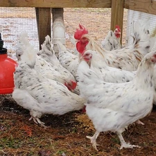 10+ Splash Copper Marans Hatching Eggs | TN NPIP | Nichols County