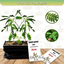Zombie Bonsai Seed Packets (2 Pack) Sensory Bonsai Plant Reacts to To Touch 