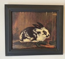 Un coniglio di razza inglese stampa artistica naif cornice nera finitura smalto crepitante 36 x 31