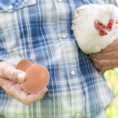 6-24x Plastic Fake Chicken Eggs Poultry Layer Coop Hatching Simulation Dummy Egg - Picture 4 of 13