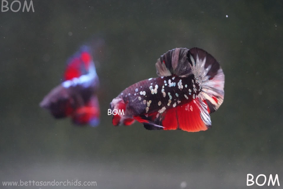 LIVE BETTA MALE HMPK RGG GALAXY DUST | BOM-A498 - Image 3 of 4