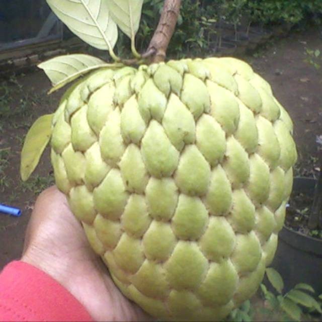 Var Apple 50++ Giant Custard Apple Seedss (Annona squamosa) var. Jumbo Sugar ...