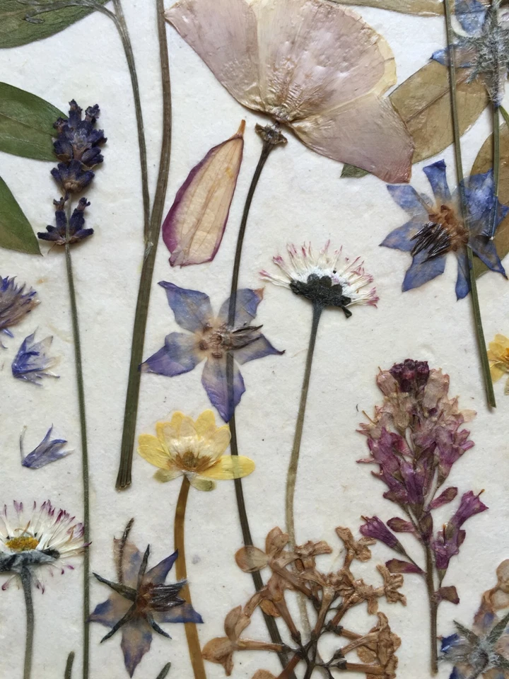 Collage de flores prensadas Foto 4 de 4