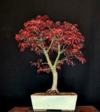 BONSAI JAPANISCHER ROTER FÄCHERAHORN ACER PALMATUM "DESHOJO" OUTDOOR