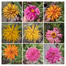 Zinnia Seeds, 5 Dry Head,Giant Cut Come Again, Zinnia Flower Seed,Free Shipping 