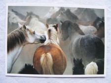 Postkarte Ansichtskarte Tiere alt aus Sammlung Pferde ADMOS Ponys Fohlen Herde