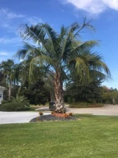 Butiagrus Seeds!  F1 Hybrid Mule Palm Seeds.  Rarely Ever Offered!  Cold Hardy!