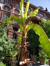 ENSETE VENTRICOSUM - FALSO BANANO / ABYSSINIAN BANANA, 5 SEMI SELEZIONATI