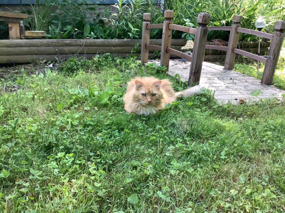 Buy A Cat Photo W USPS Tracking to Help Cats At Shelter In KY WE NEED Buy a cat photo w usps tracking to help cats at shelter in ky we need