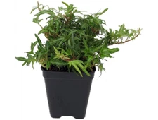 Tiny Ivy Leaves Finger English Feen Terrarium Fairy Garden House Plant 2.5" Pot