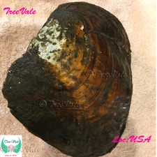 Monster Oyster With Pearls - Oyster of oysters