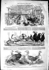 Old Antique Print 1850 Birmingham Agricultural Show Birds Turkeys Fowls 19th