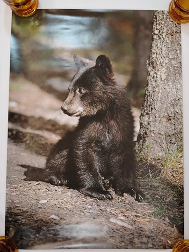 Friends of Nature Black Bear Cub 16x22 Poster #18 Ursus americanus Wild Animal