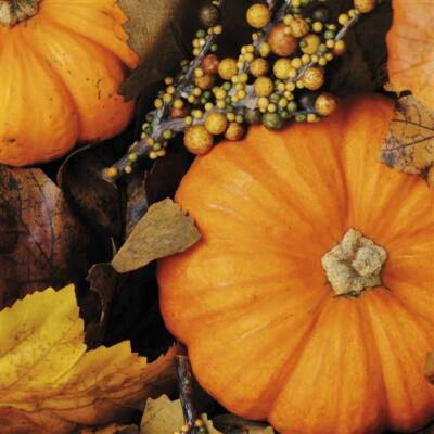 20 Servietten Fall Pumpkins Kürbis Herbst Ernte Beeren Blätter Tischdeko 33x33cm