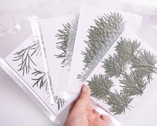 12PCS Real Pressed Dried leaf, leaves for art, candle DIY FCD72