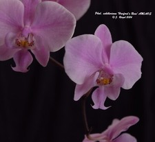 Orchid Species Growers Choice 3 plants