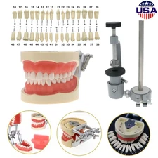 Kilgore Nissin 200 Type Dental 32pc Typodont Model Removable Teeth Mounting Pole