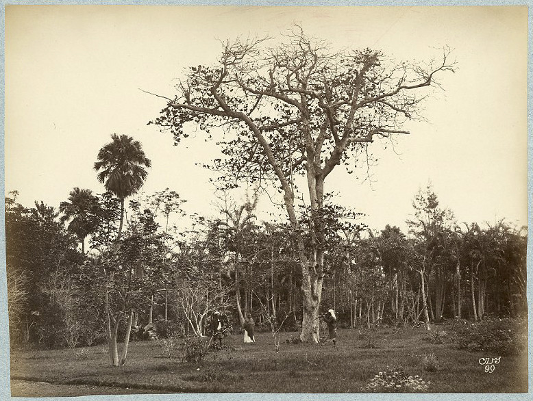 Photo albumen print Mauritius circa 1870