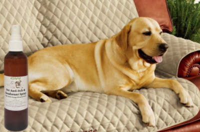 pumpkin spice dog cologne