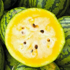 Mountain Sweet Yellow Watermelon Seeds - For 2025 Planting Bright Yellow Flesh