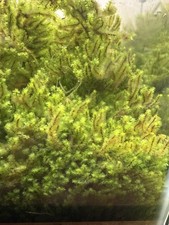 Hookeriaceae Moss - Rare Live Submerged Aquarium Plant