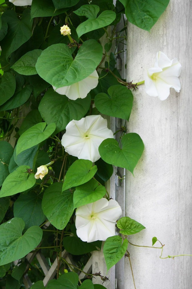 Moonflower Seeds | Huge Tropical White Night Blooming Flower