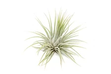 XL Tillandsia Ionantha Guatemala Air Plants - Bulk -Easy Care Indoor/Outdoor