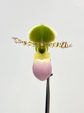 Venus Slipper Orchid live plant w Flower, Pinocchio, Paphiopedilum